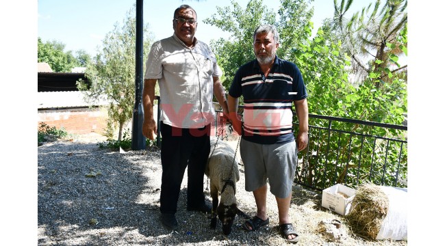 Muhtar, sadece aşı olanların katılabildiği çekilişle bir talihliye koç hediye etti