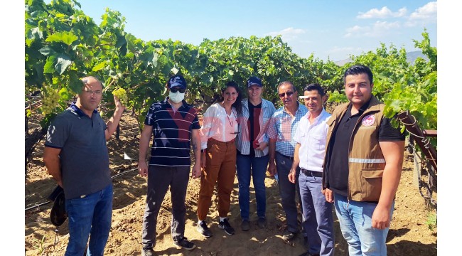 'Superior Seedless' çeşidi için 2021 yılı hasat ve ihraç tarihleri belirlendi