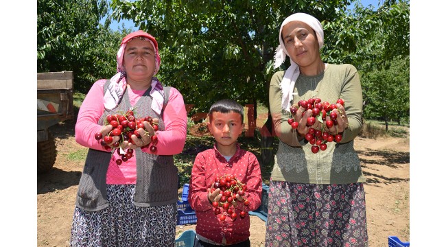 Yayla kirazı Manisalı üreticileri sevindirdi