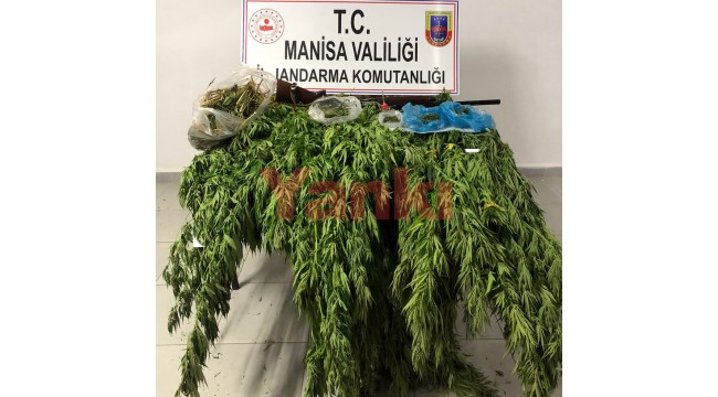 313 kök kenevir ile 1290 gram kubar esrar ele geçirildi: 2 gözaltı