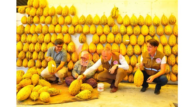 Kırkağaç'ta 12 bin ton kavun, kışın tüketilmek üzere askıya alındı