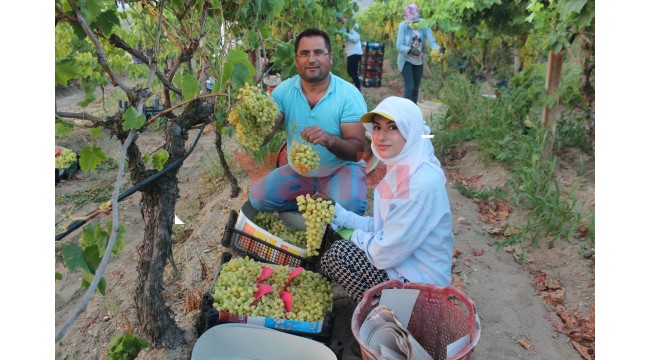 Sultaniye üzümünde hasat başladı, ilk ürünler Rusya ve Avrupa ülkelerine