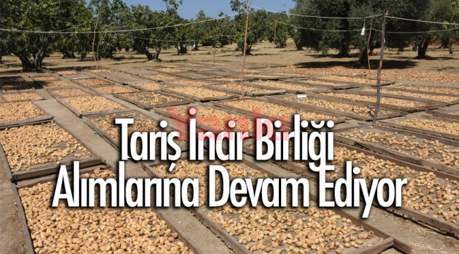Tariş İncir Birliği alımlarına devam ediyor