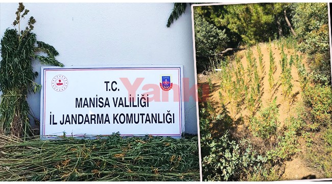 Turgutlu’da 310 kök kenevir drone ile tespit edildi