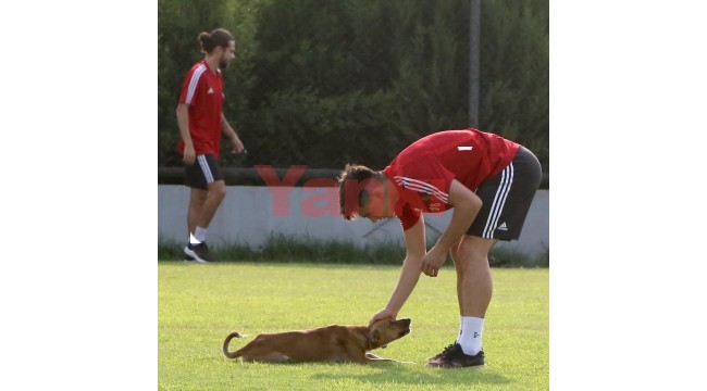 Turgutluspor’un antrenmanına davetsiz misafir!