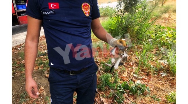 Derede mahsur kalan kediyi itfaiye kurtardı