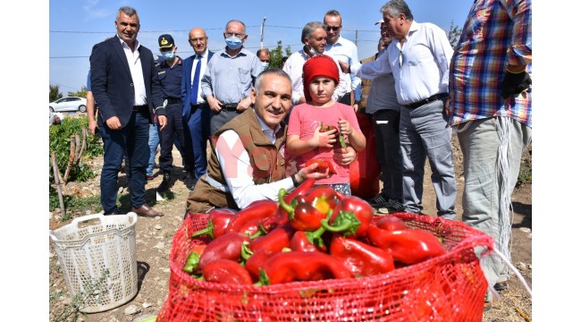 Kapya biberde hasat çalışmaları devam ediyor