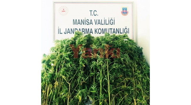 Kayrak’ta orman arazisinde 71 kök kenevir ele geçirildi