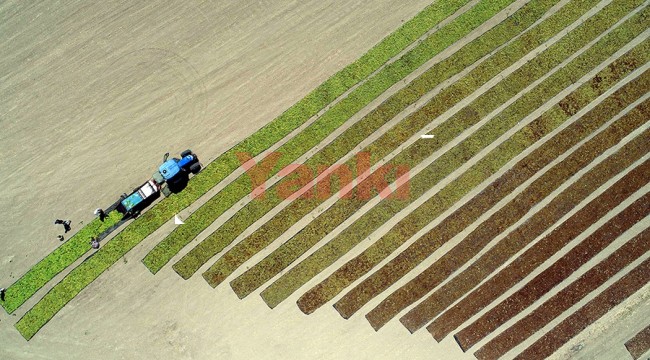 Manisa'da 1 milyon dekardan fazla bağ sahasında sulama yapıldı