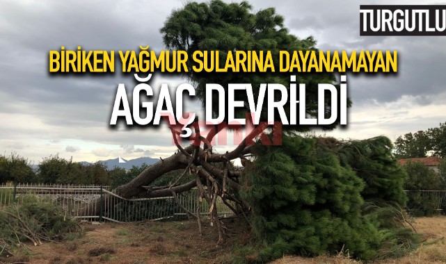 Biriken yağmur sularına dayanamayan 30 yıllık ağaç devrildi