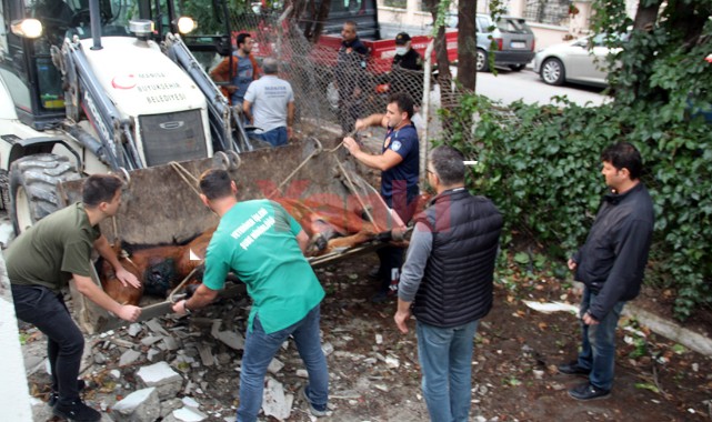Manisa'da şehre inen yaralı yılkı atları, tedavi altına alındı