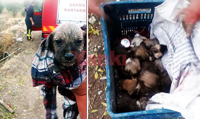 Menfezde mahsur kalan 7 yavru köpek kurtarıldı