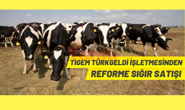 TİGEM'den büyükbaş hayvan satışı