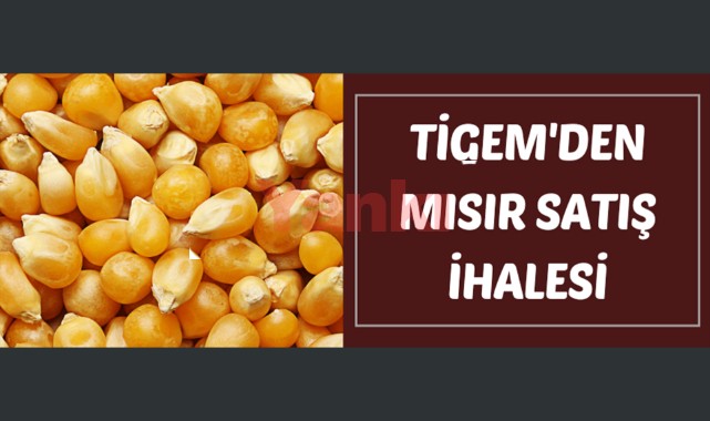 TİGEM'den dane mısır satışı