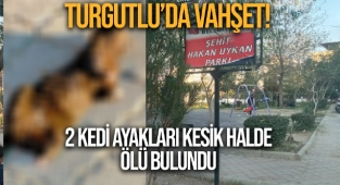 Turgutlu'da vahşet: 2 kediyi ayaklarını kesip öldürmüşler!