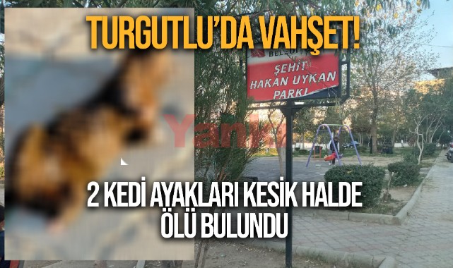 Turgutlu'da vahşet: 2 kediyi ayaklarını kesip öldürmüşler!