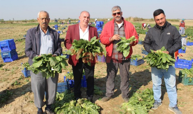Üreticiler, 'zehirli' haberlerine tepki gösterip çiğ ıspanak yedi