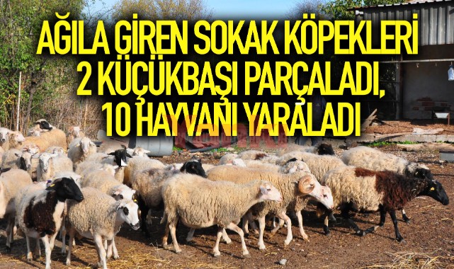 Ağıla giren sokak köpekleri 2 küçükbaşı parçaladı, 10 hayvanı yaraladı