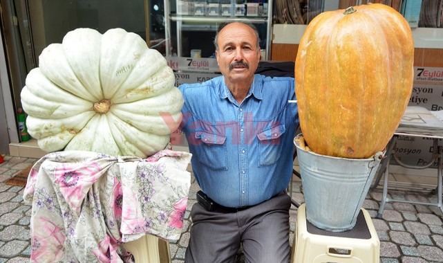 Dev kabaklar görenlerin ilgisini çekiyor