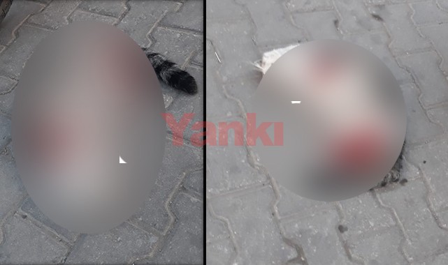 Turgutlu'da kedi ölümleri bitmiyor!