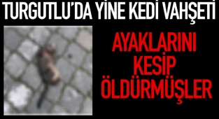 Turgutlu'da yine kedi vahşeti: 2 kedi ayakları kesilmiş halde bulundu