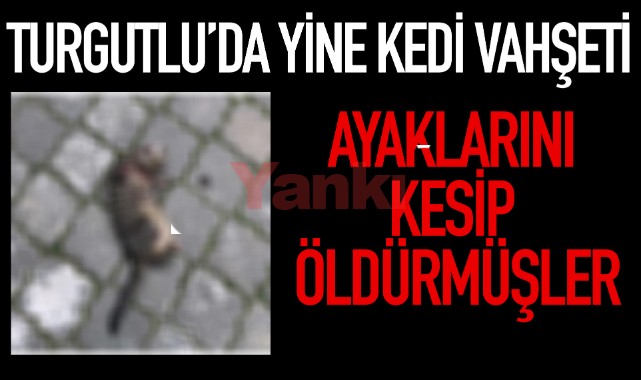 Turgutlu'da yine kedi vahşeti: 2 kedi ayakları kesilmiş halde bulundu