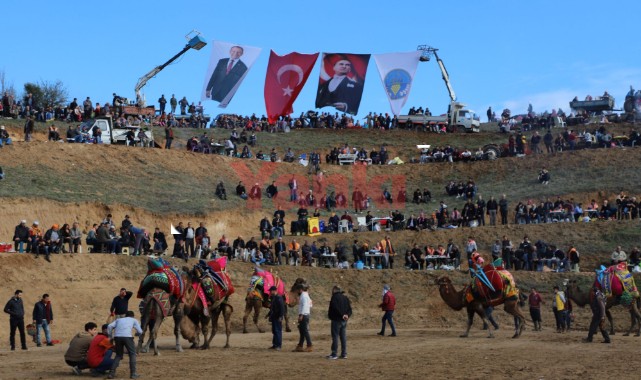 Deve Güreşleri Pazar Günü Yapılacak