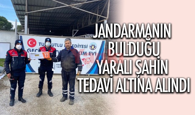 Jandarma ekiplerinin bulduğu yaralı şahin tedavi altına alındı