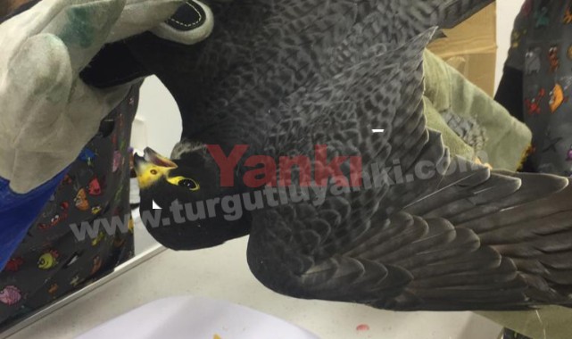Yaralı atmacayı ceketiyle yakalayıp, veterinere götürdü