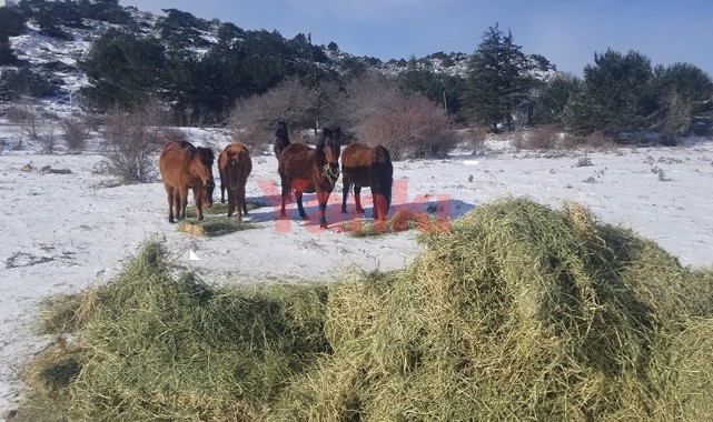 Karla kaplanan Spil'de yaban hayatı unutulmadı