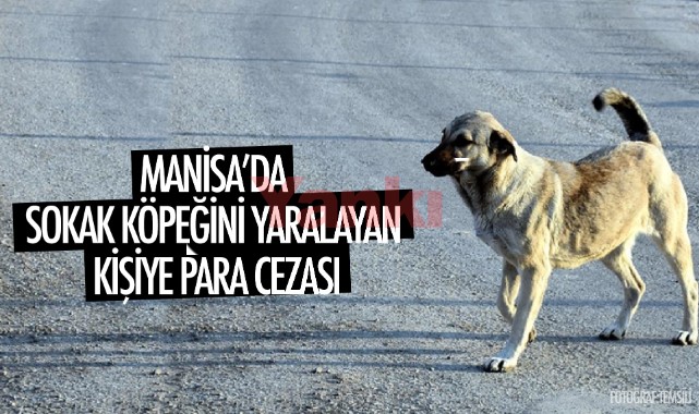 Sokak köpeğini yaralayan kişiye para cezası