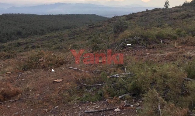 Genç ağaçların kesildiği iddia edildi