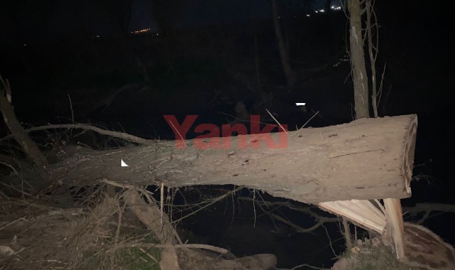 Kaçak ağaç kesimi jandarmaya takıldı