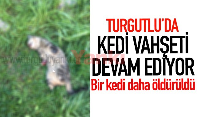 Turgutlu'da kedi ölümleri bitmiyor!
