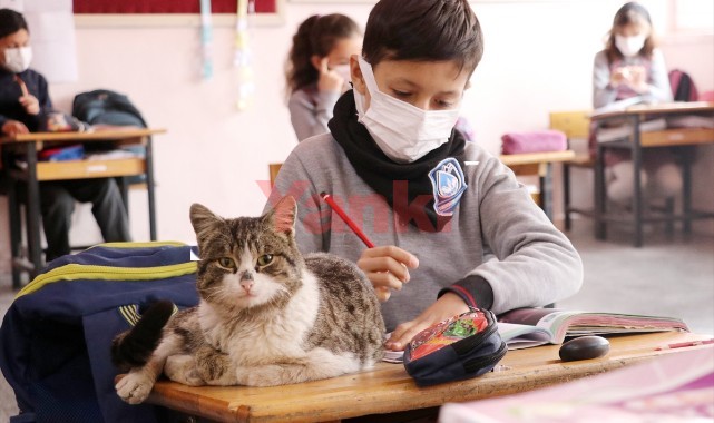Öğrencilerin sahiplendiği kedi okulun "161. öğrencisi" oldu