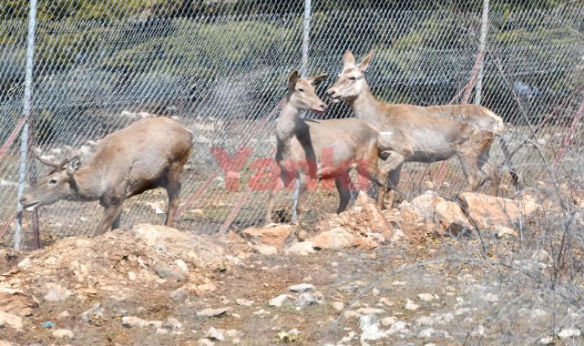 Spil Dağı Milli Parkı'nda 9 kızıl geyik doğaya salındı
