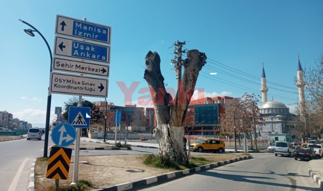 Tarihi ağaç kaderine mi terk edildi?