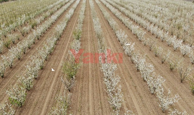 Çiçek açan meyve ağaçları ovayı renklendirdi