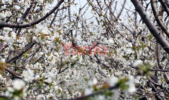 Erkenci kirazda verimli bir sezon bekleniyor
