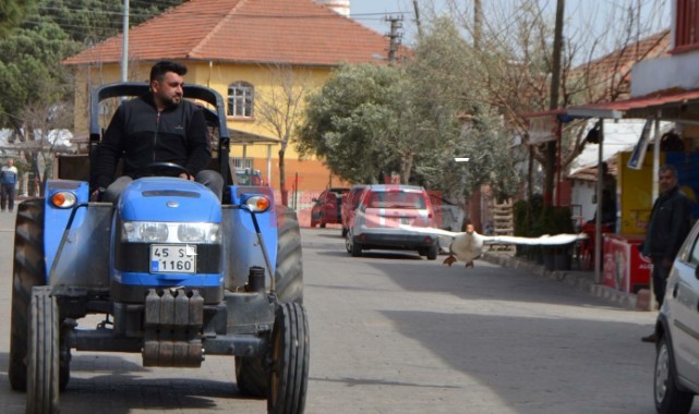 Kesmek için aldığı kaz peşinden ayrılmıyor