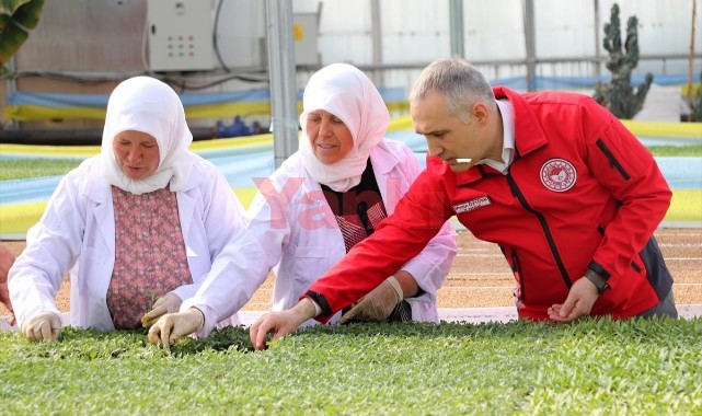 Manisa'daki fide seralarında bahar mesaisi devam ediyor