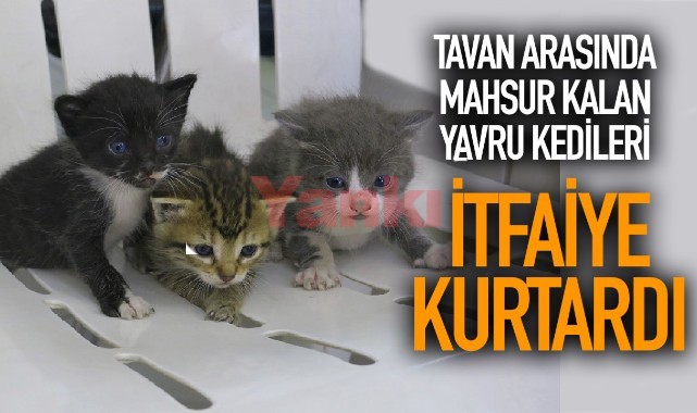 Tavan arasında mahsur kalan yavru kedileri itfaiye kurtardı