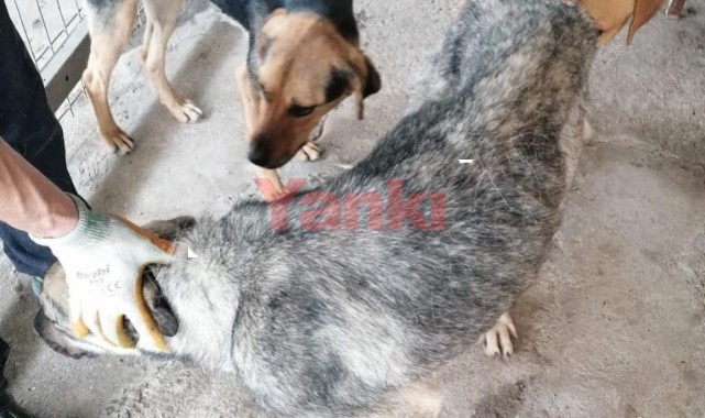 Yaralı can dostlar tedavi altına alındı