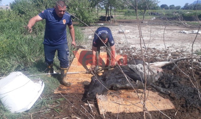Balçığa saplanan ineği itfaiye kurtardı