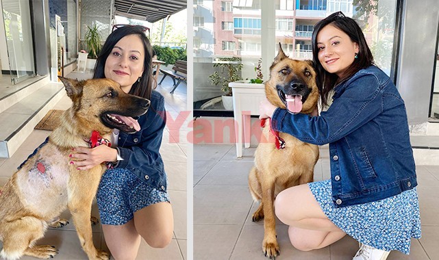 Kanser hastası sokak köpeğini 10 bin liraya tedavi ettirdi, yuva arıyor