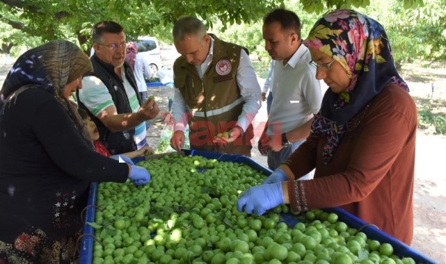 Müdür Öztürk, Turgutlu'da dumanlı papaz eriği hasadına katıldı