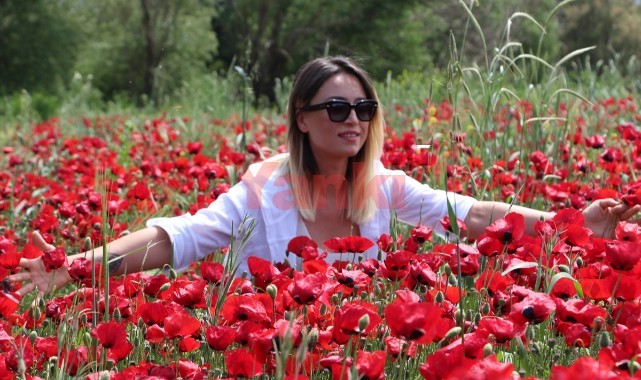 Tarlaları gelincikler süsledi