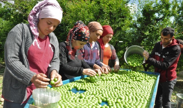 Turgutlu'nun 'dumanlı papaz' eriğindeki verim üreticinin yüzünü güldürdü