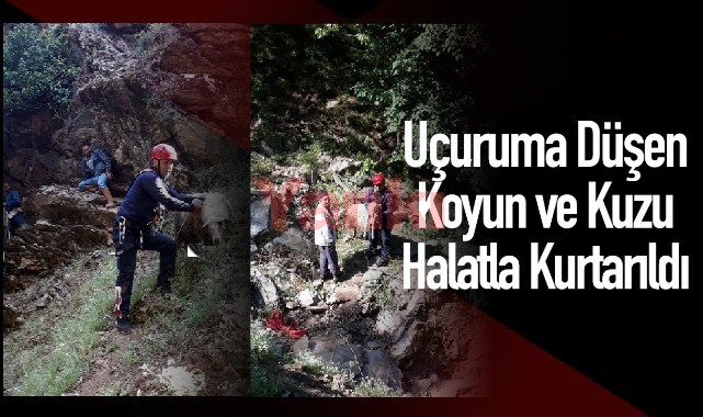 Uçuruma düşen koyun ve kuzu halatla kurtarıldı