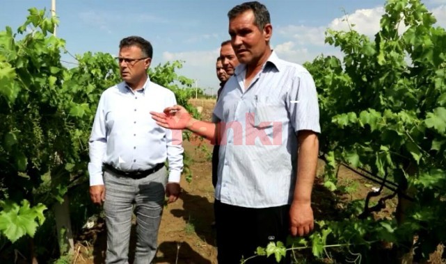 Alaşehir'de sağanak yağmurla gelen 10 dakikalık dolu üzüm bağlarını vurdu